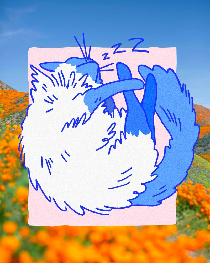 Illustration of my curled up sleeping cat. He’s a ragdoll called Digby, he’s light with dark points. Zs are floating away from his face and he lays on a pink background. Behind the illustration there is a photo of orange flower hills.