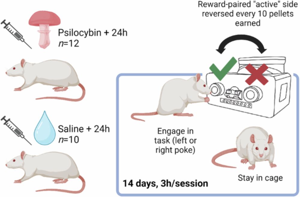 Psilocybin increases optimistic engagement over time: computational modelling of behaviour in rats - Translational Psychiatry