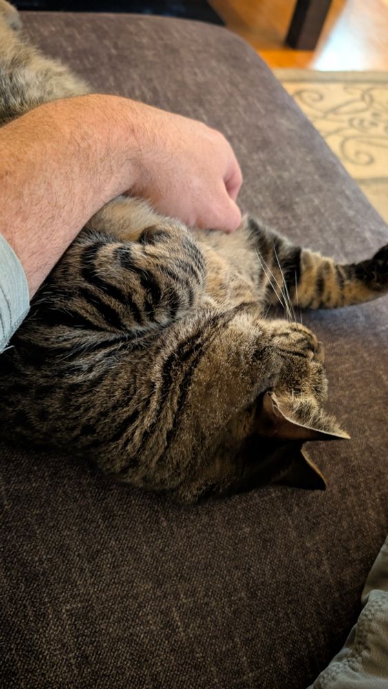 A gray tabby cat lying on a gray sofa with a Hunan's hand draped over her belly