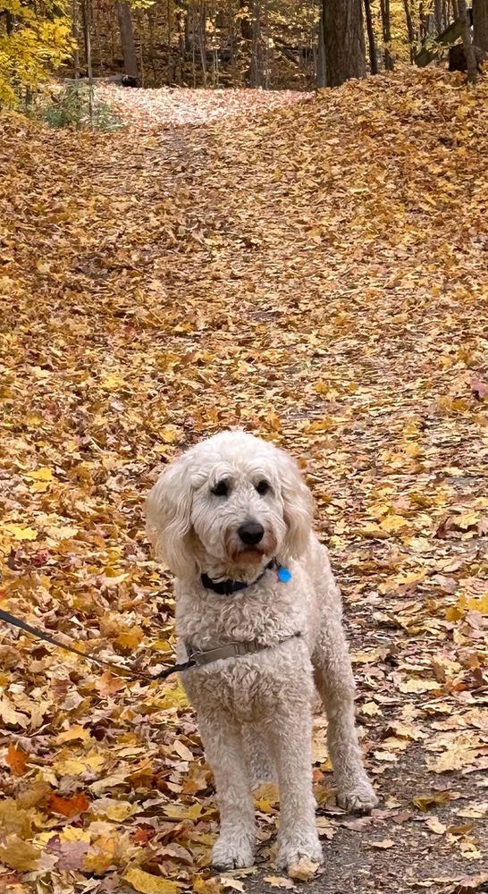 White fluffy golden doodle dog standing on a leafy trail