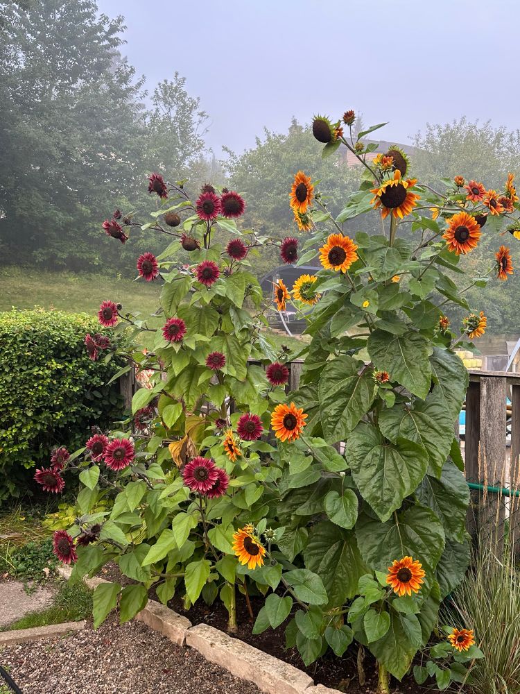 Tall, red and orange sunflowers