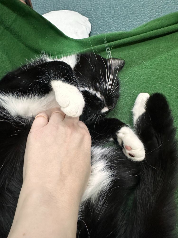 A tuxedo cat getting a belly scritch. You can just see that her toe beans are different colors. She has white whiskers. The hand scritching her is wearing finger splints