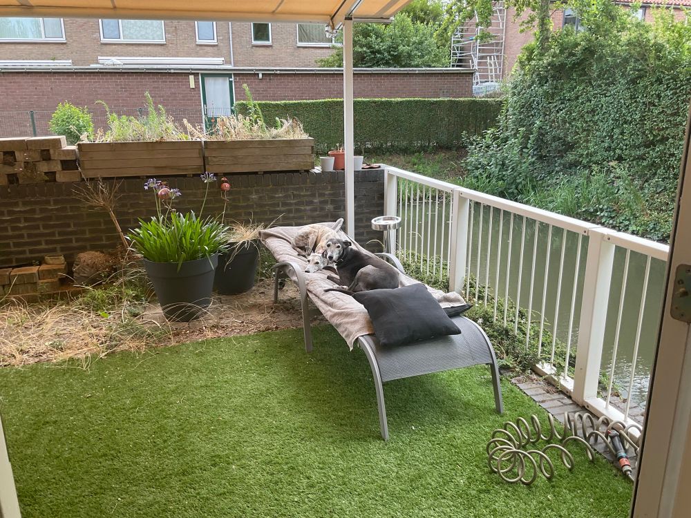 Two whippets on a sunbed