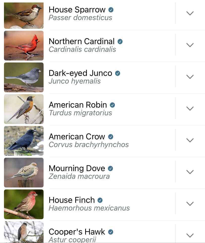 Screenshot of Merlin app showing images of birds: house sparrow (small brown bird with grey breast), northern cardinal (bright red bird with black mask), dark-eyed junco (dark grey bird with light grey breast), American Robin (brownish grey bird with bright orange breast), American crow (glossy black bird), mourning dove (buff/olive/rosy bird with black speckles), house finch (brown bird with rosy breast), Cooper’s hawk (largish brown bird with red eyes and white breast covered in light brown speckles). 