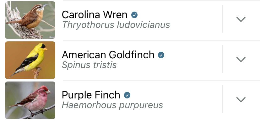 Screenshot of Merlin app, images of birds: Carolina wren (small orangey-brown bird with breast of similar color in a lighter shade), American goldfinch (bright yellow bird with black wings), purple finch (small bird with darker purple head, lighter purple breast, brownish wings).