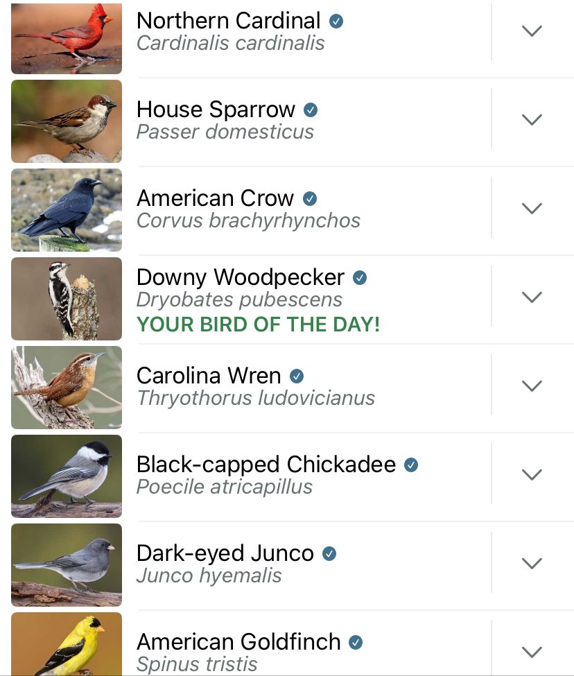 Screenshot of Merlin app showing images of birds: northern cardinal (bright red bird with crest and black mask), house sparrow (small brown bird with gray breast), American crow (medium-large glossy black bird), downy woodpecker (small bird with black and white speckled wings and a red patch on back of head), Carolina wren (small rust colored bird with breast of same color in a lighter shade), black-capped chickadee (small gray bird with creamy breast and black cap), dark-eyes junco (small dark gray bird with light gray breast), American goldfinch (bright yellow bird with black wings).