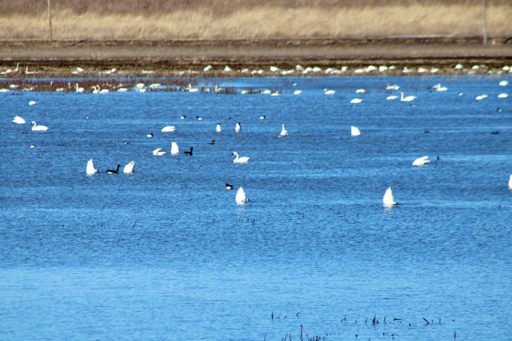 Shot of a shallow pond surrounded by dried grasses and populated by swarms of tundra swans (many with their butts in the air), Canada Geese, and other assorted waterfowl. 