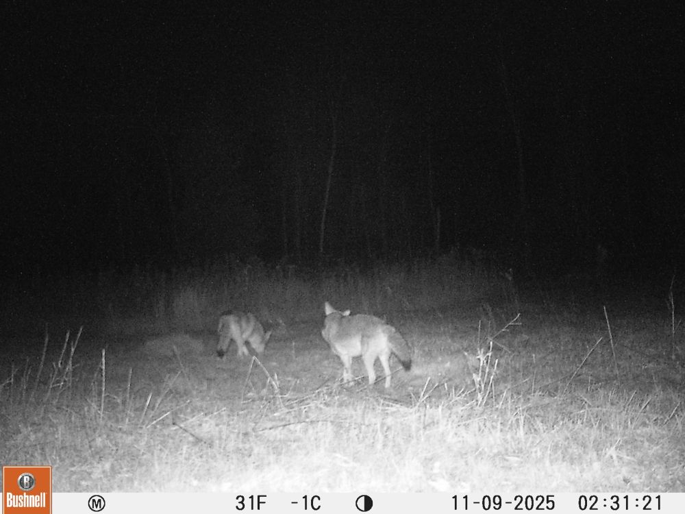 night pic of two coyotes in a brush cut field
