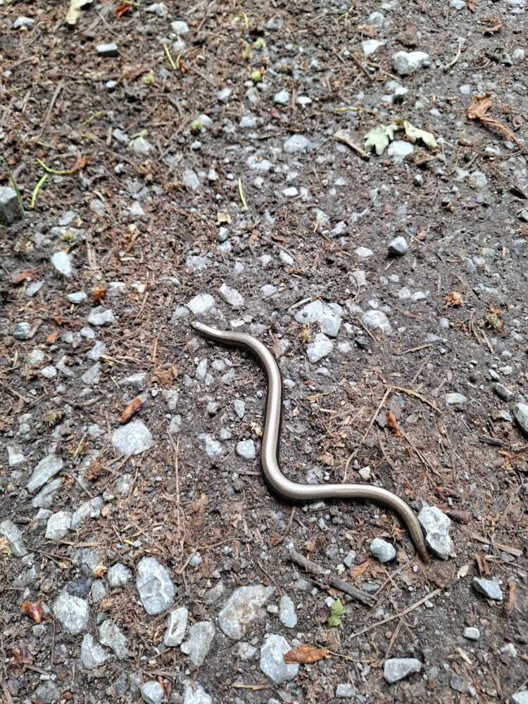 Waldweg mit einer silbern glänzenden Blindschleiche
