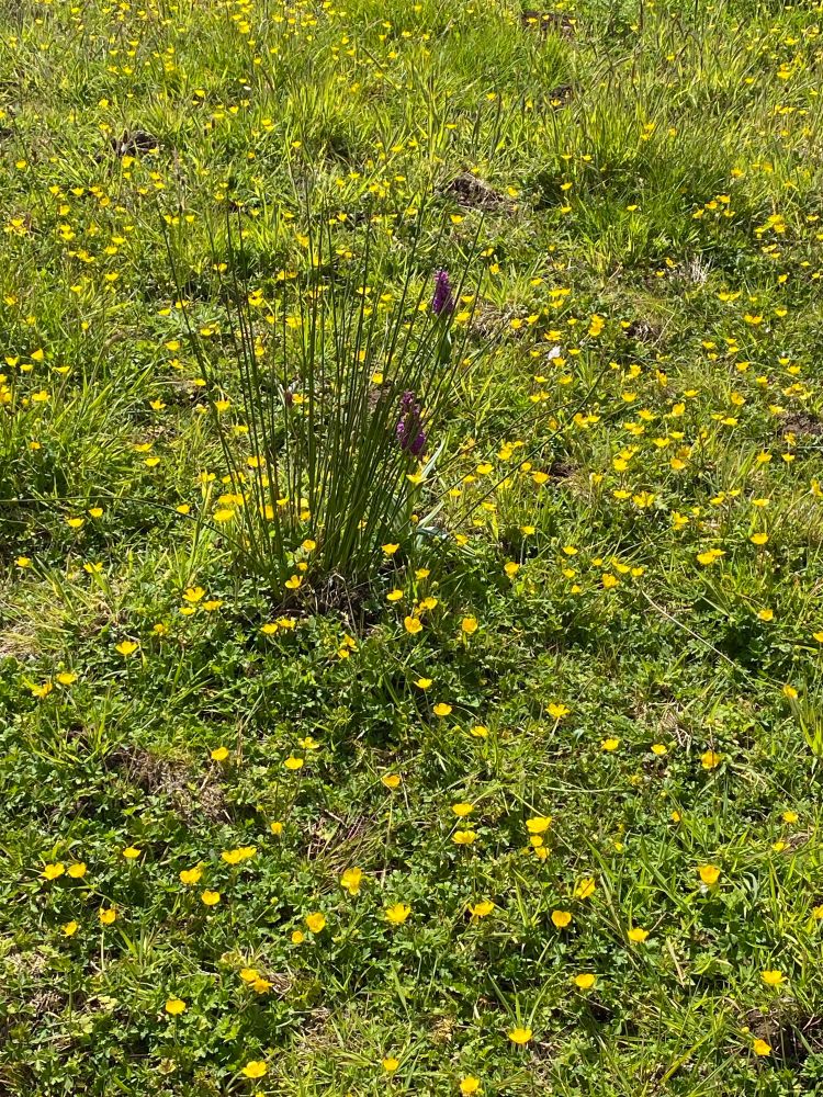 Dactylorhiza orchids among buttercups in a wildflower meadow in Scotland