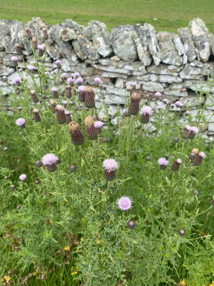 Creeping thistle next to an arable field in the Shetland Isles