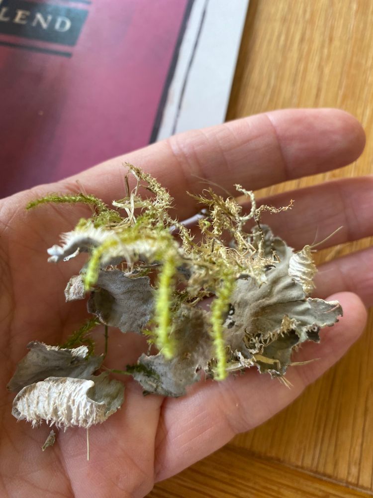 Unidentified lichen, possibly dog pelt