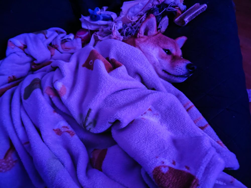 Shiba Inu śpiąca pod kocykiem
