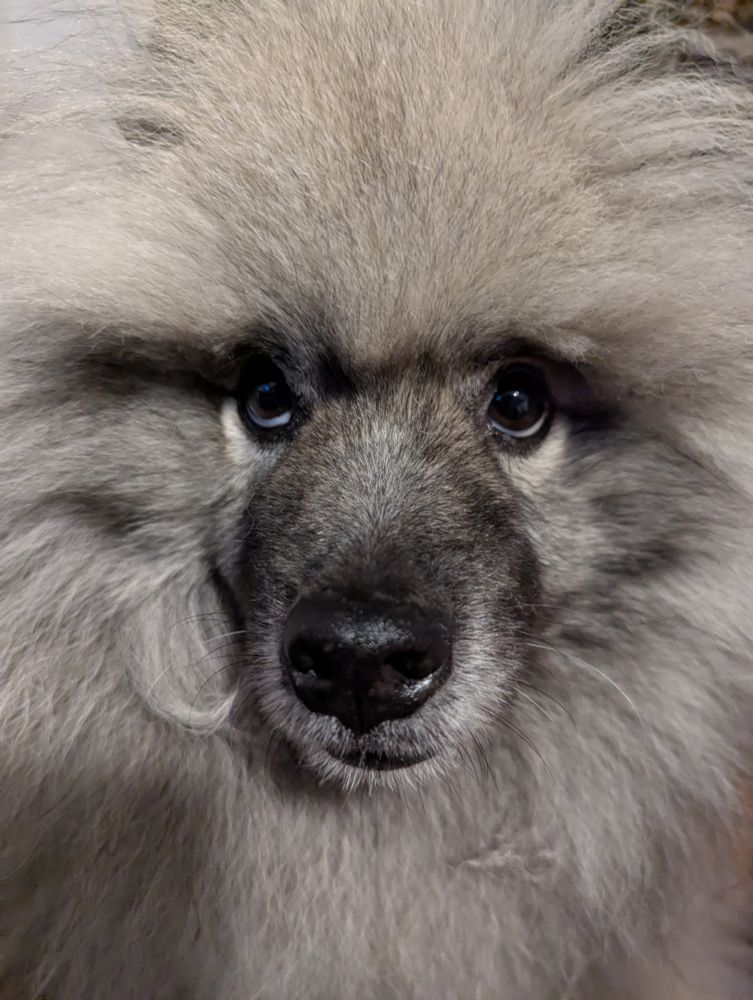 Fluffy gray Keeshond dog with a curl of fur sticking in her mouth, looking apprehensively at the camera