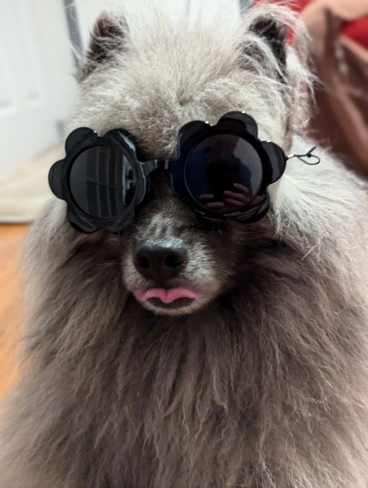 Fluffy gray Keeshond dog wearing black, flower-shaped shades and sticking out her tongue.