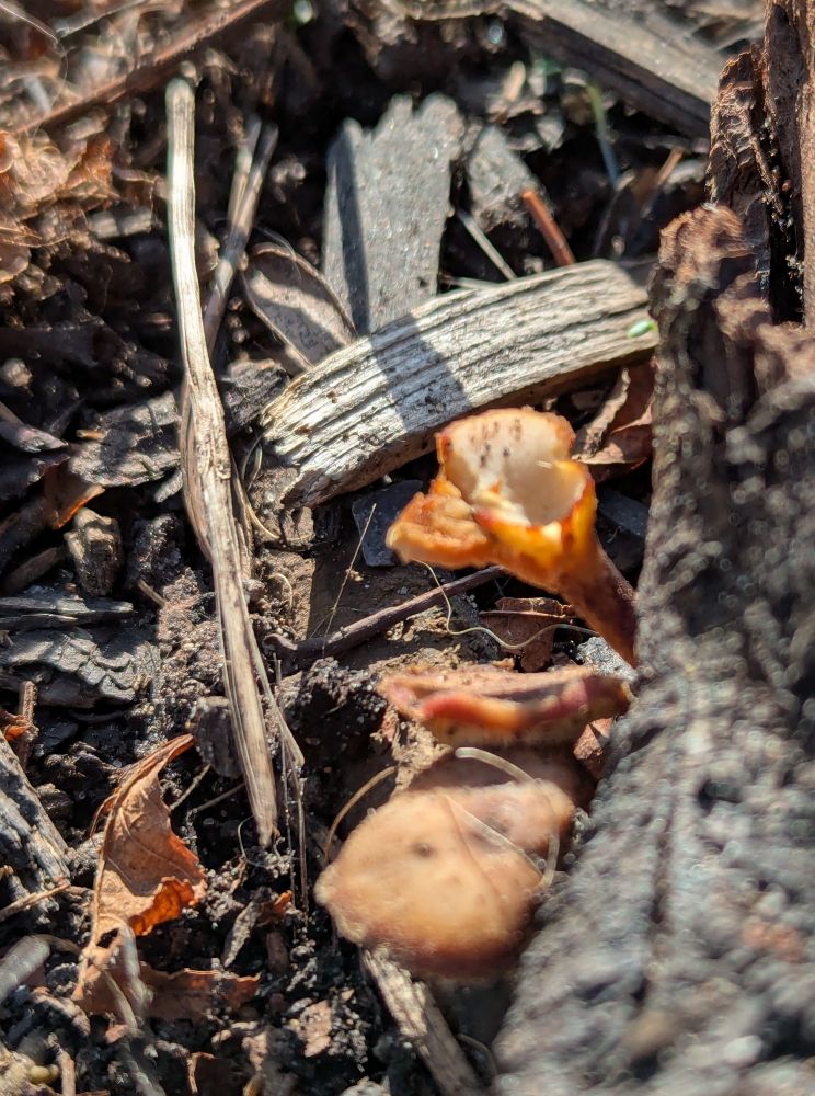 Cool-looking mushroom growing out of a log. The mushroom is shaped like a crimped cup on a stem, and ranges in color from cream to orangy-red at the edges.