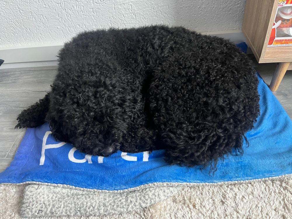 A picture of dog boef 