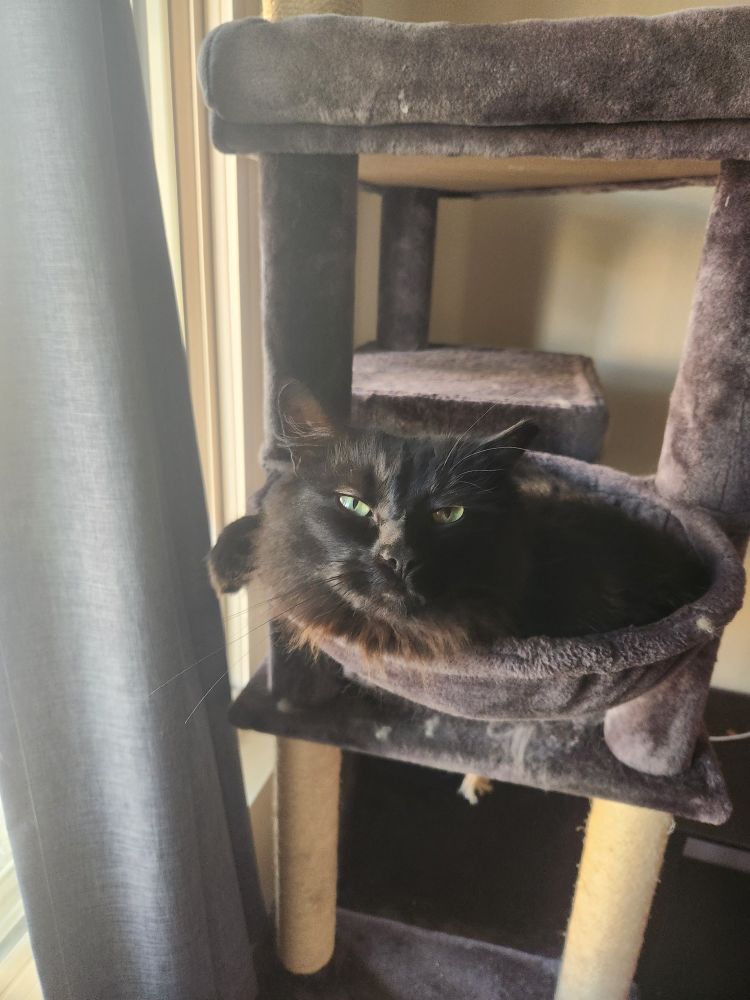 A black cat curled up in the side basket of a blue cat tree leaning toward and staring at the camera