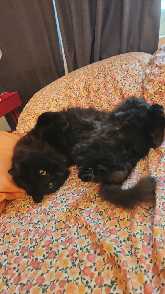 A black cat laying on his back on a pink and orange floral sheet. He is twisted into a c shape with his back feet curled