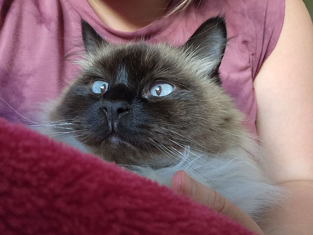 Close up of the face of a chocolate point cat who is looking at the camera with slightly crossed blue eyes