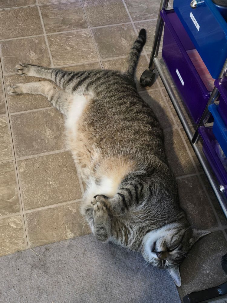 A gray tabby cat stretched out on a tiled floor.