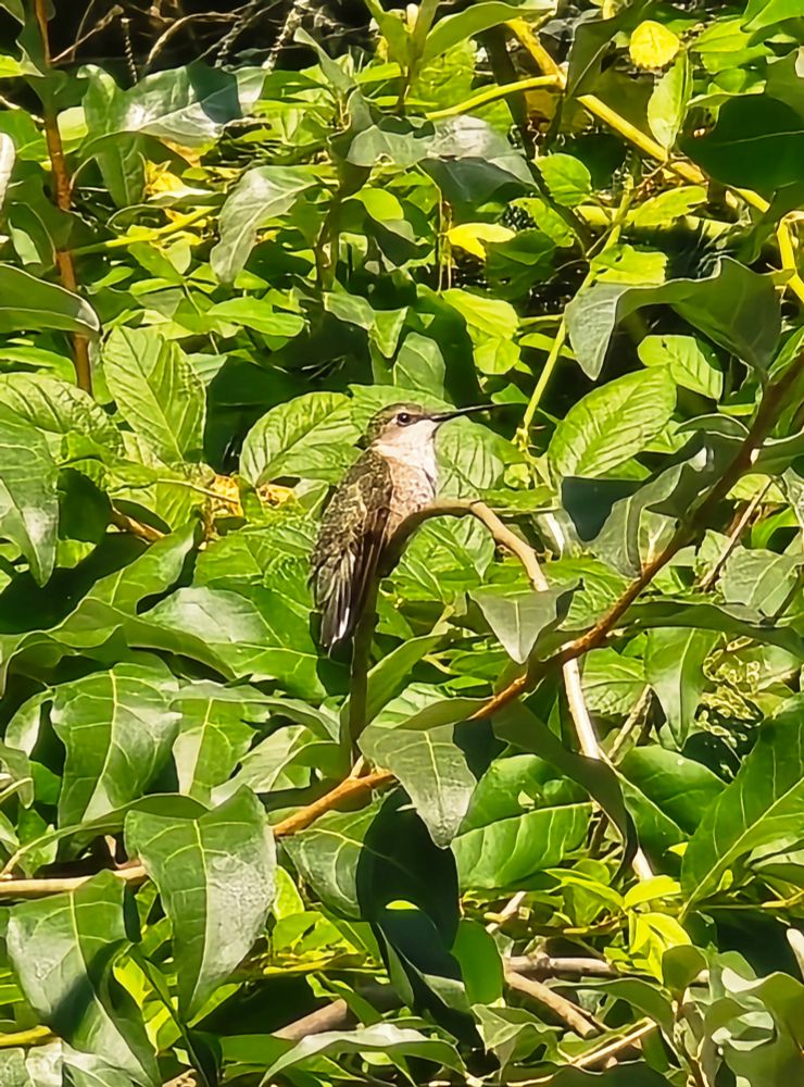 A female ruby throated hummingbird sits in an Autumn Olive bush.