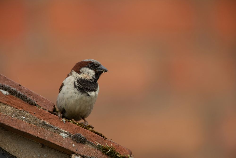 A House Sparrow perches on the edge of a rooftop, with warm-toned brick in the background. An emblem of everyday wildlife, small but familiar, that depends on careful planning decisions and strong protections to survive.