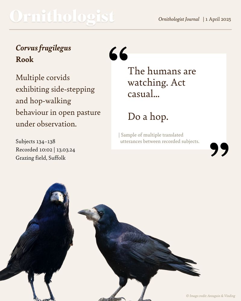 Two Rooks strut stood together in conversation. Both look like they know they’re being watched. Translated conversation: 

“The humans are watching. Act casual…Do a hop.” 