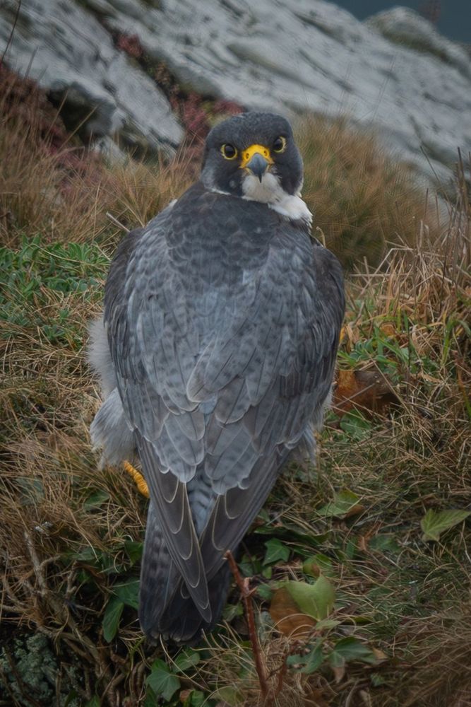 A Peregrine Falcon stands with its back turned but glances over its shoulder with a fierce, unimpressed stare - as if someone just wished it a “Happy Monday” and it’s not having it. Its feathers are fluffed and its expression says: absolutely not.