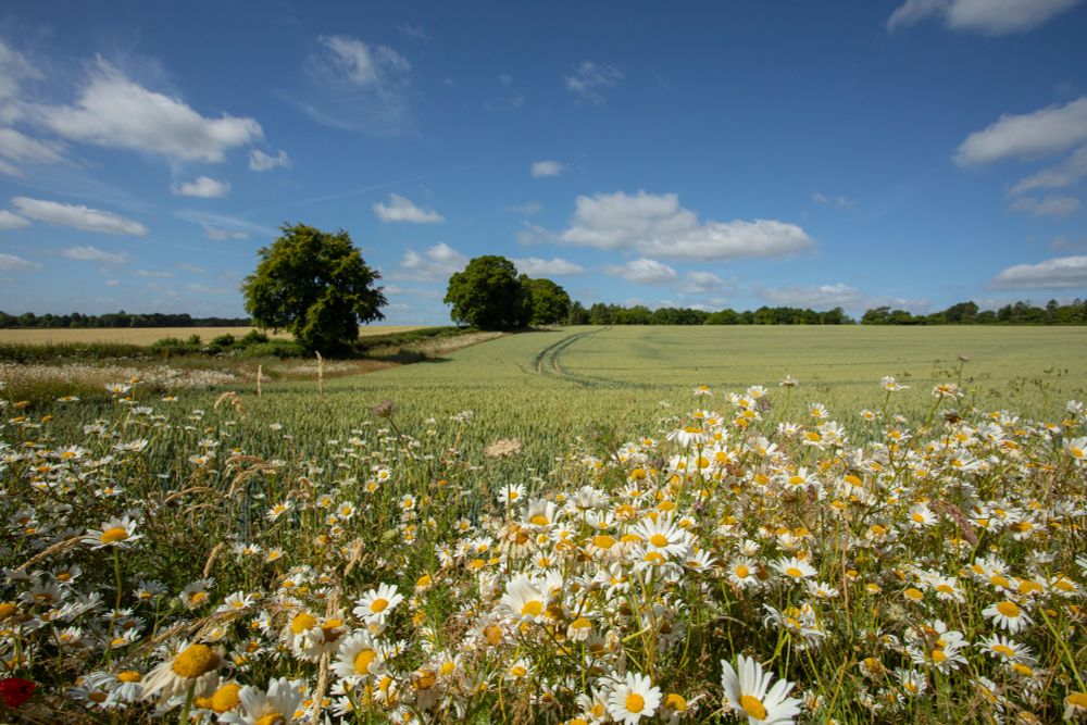 A swathe of oxeye daisies in full bloom lines the edge of a green arable field, under a blue sky scattered with light cloud. The scene evokes a thriving, balanced countryside where wildflowers and crops grow side by side.