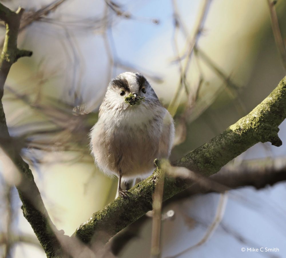 A Long-tailed Tit perches on a moss-covered branch, holding a clump of green moss in its beak. Its round body and delicate feathers catch the soft spring light filtering through the trees. The bird faces the camera head-on, giving the impression of being caught mid-task. The moss clutched in its beak adds a touch of comic charm, almost like an accidental moustache. The scene is full of gentle energy and the quiet purpose of spring.