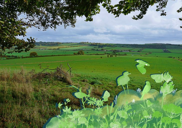 A sweeping view of rolling green fields in Wiltshire, framed by tree branches in the foreground. The landscape stretches into the distance under a cloudy sky, with hedgerows and patches of woodland dotting the farmland. Overlaying the foreground is an artistic illustration of wildlife in soft green tones - featuring a Stone-curlew, a butterfly, wildflowers, and other species set to benefit from the site’s transformation into an RSPB nature reserve. 