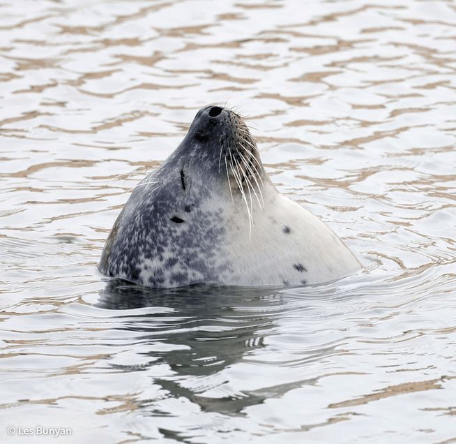 A Grey Seal floats blissfully in calm water with its head tipped back, eyes gently closed and whiskers raised. Its expression and posture radiate quiet satisfaction, like it’s savouring a perfectly peaceful moment.