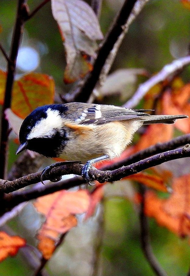 A tiny Coal Tit perches on a thin branch, its black cap and bib standing out against white cheeks and a buff-grey body. Behind it, autumn leaves glow in shades of orange and red, giving a warm seasonal backdrop. The bird looks alert, as if pausing to take in the change of season.