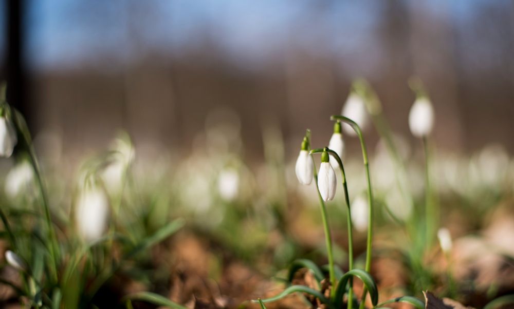 A cluster of delicate Snowdrops rise up, their pure white petals just beginning to unfurl. Against the blurred backdrop of a woodland floor, they push through the leaf litter, a quiet but determined sign that winter’s grip is loosening. The soft sunlight catches their slender green stems, a gentle hint that change is on the horizon.