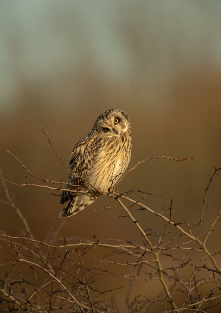A Short-eared Owl sitting on the thin branches of a shrub in an open field. The background is a soft, out-of-focus blend of warm browns and golds. The owl's striking yellow eyes are wide open, and it has brown and cream mottled feathers.