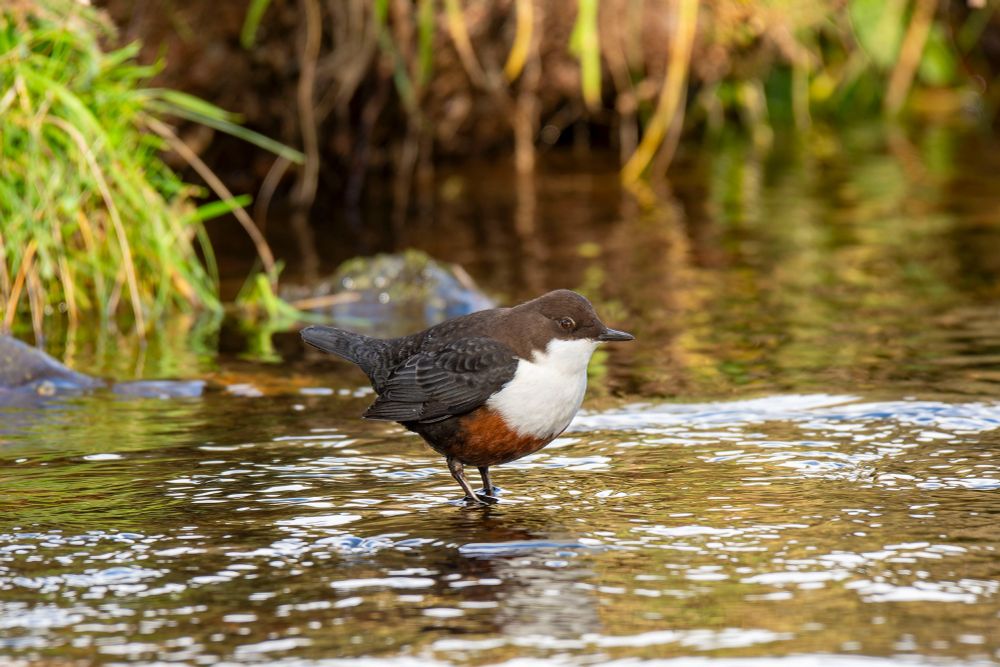 A Dipper stands on a sunlit stream bank, chest puffed white and legs in the clear water, ready to dart or dive.