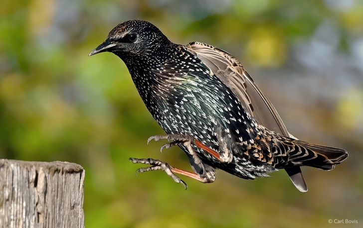 A Starling, wings poised and feet stretched forward, is perfectly captured in mid-flight as it swoops towards a wooden perch. Its iridescent plumage glimmers with hints of green and purple, speckled with tiny white dots. The intensity of its focus and the blur of motion in its wings give this bird an air of determination, as if it’s on a very important mission.