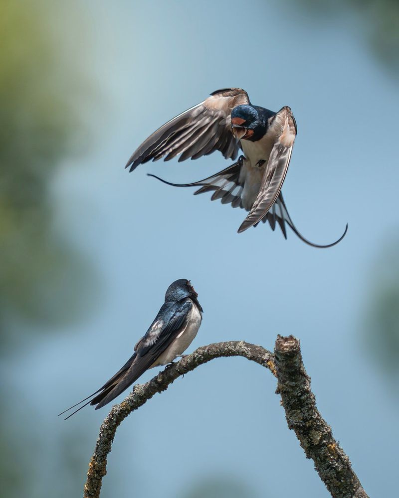 A Barn Swallow is caught mid-flight with wings fully spread and feet lowered as it swoops in to land. Another Swallow is already perched on a curved branch below, calmly watching the approach. The background is soft and blue, making both birds stand out clearly.