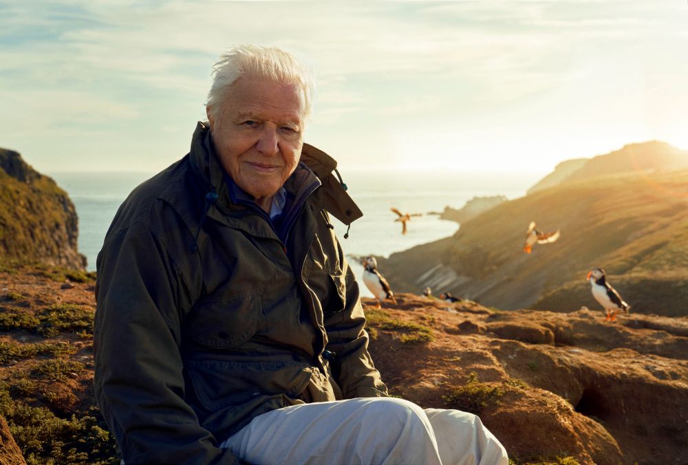 This photograph captures Sir David Attenborough seated outdoors on the rugged terrain of Skomer Island. Behind him, the ocean and coastal cliffs form a scenic backdrop under a clear sky. Sir David, dressed in a khaki jacket and light trousers, looks towards the camera with a gentle expression, exuding a sense of warmth, calm, and wisdom. Around him, puffins can be seen flying and perched on the rocky ground, illuminated in rays of golden sunlight as the sun sets behind the cliffs.