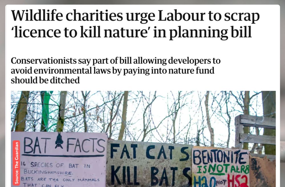 Screenshot of a Guardian news article with the headline: “Wildlife charities urge Labour to scrap ‘licence to kill nature’ in planning bill.” The subheading reads: “Conservationists say part of bill allowing developers to avoid environmental laws by paying into nature fund should be ditched.” Below, a protest photo shows handmade signs in woodland. One reads “BAT FACTS – 14 species of bat in Buckinghamshire. Bats are the only mammals that can fly.” Another says “FAT CATS KILL BATS” in bold letters. The image underscores public anger and the scale of opposition to the proposed Planning Bill.