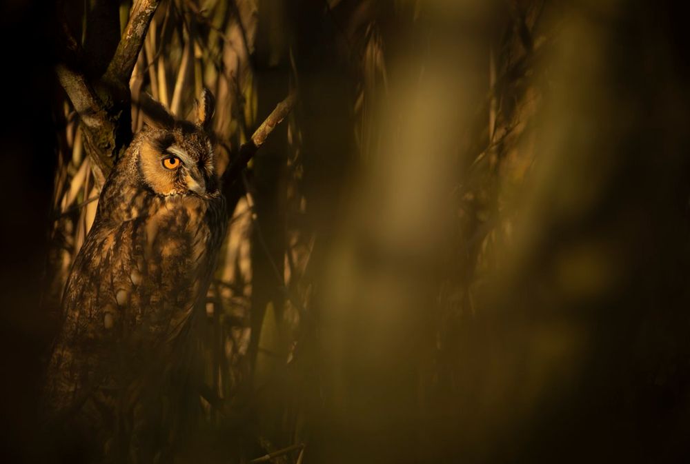 A Long-eared Owl hidden among the dense, dark branches of a forest at dusk. Its piercing orange eyes stand out against the shadowy environment. The owl's feathers are intricately patterned with an array of browns, blacks, and tans.