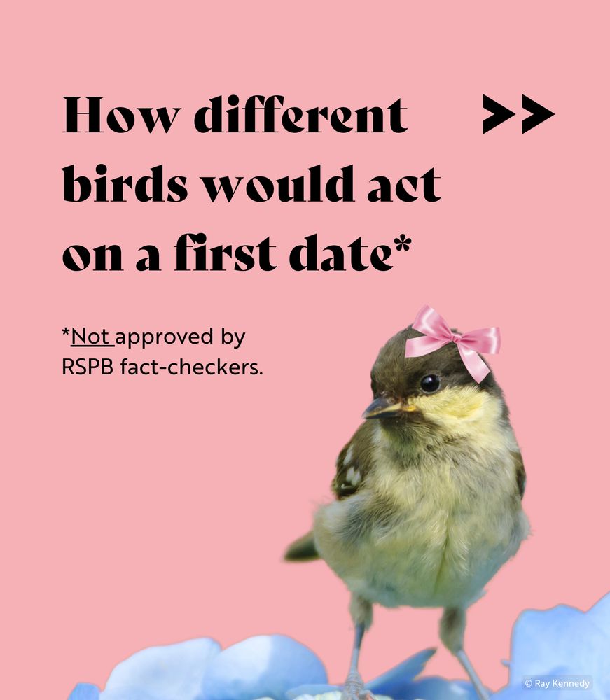 A playful illustrated title reads “How different birds would act on a first date." A disclaimer underneath states: “Not approved by RSPB fact-checkers.” The image features a cute Coal Tit perched sweetly on a blue flower. The background is a romantic shade of pink.