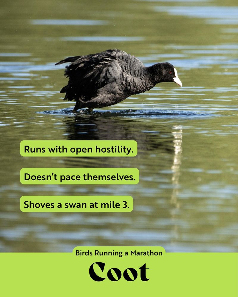 A Coot charges furiously across the surface of a lake, wings tucked and head low, with vivid red eyes. The text reads: “Runs with open hostility.” “Doesn’t pace themselves.” “Shoves a swan at mile 3.” Caption: “Birds Running a Marathon – Coot”.