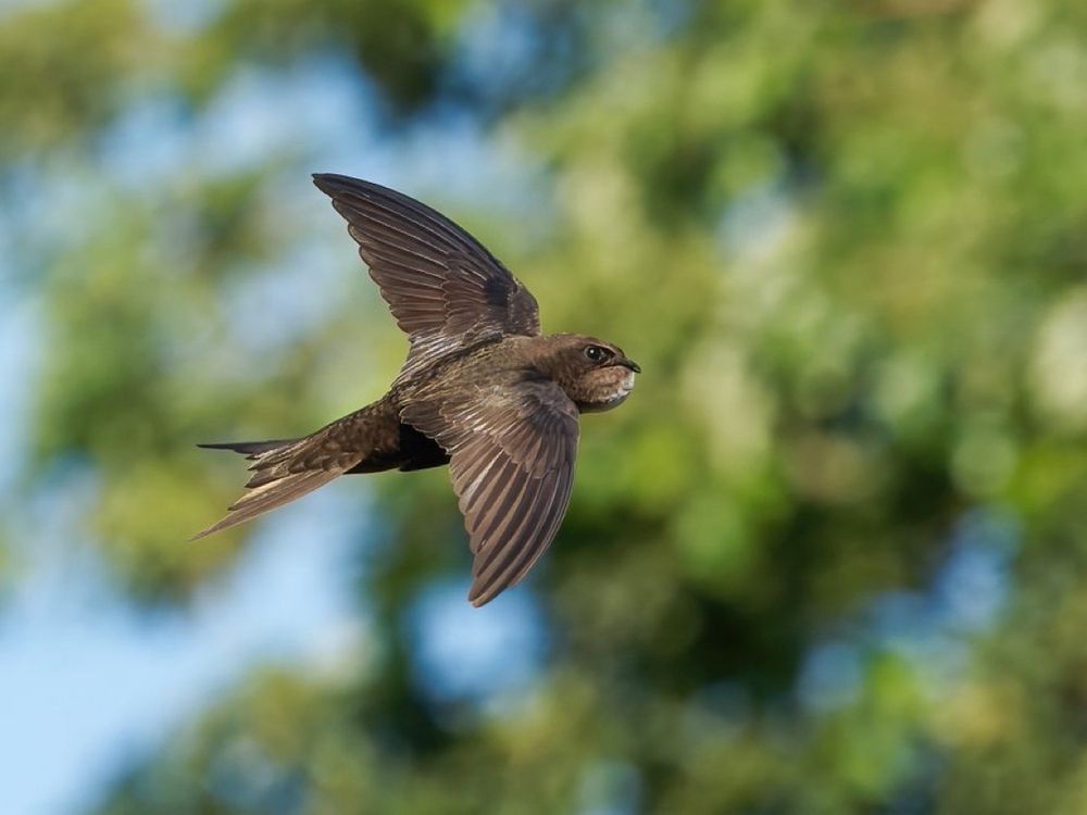 A  Swift in flight, displaying its long curved wings and streamlined body, against a blurred background of green foliage. Under its small head, at its throat, a round bulge is visible - showing the Swifts' special throat pouch full of tasty insects ready to regurgitate as a 'bolus' (pellet) for its hungry chicks.