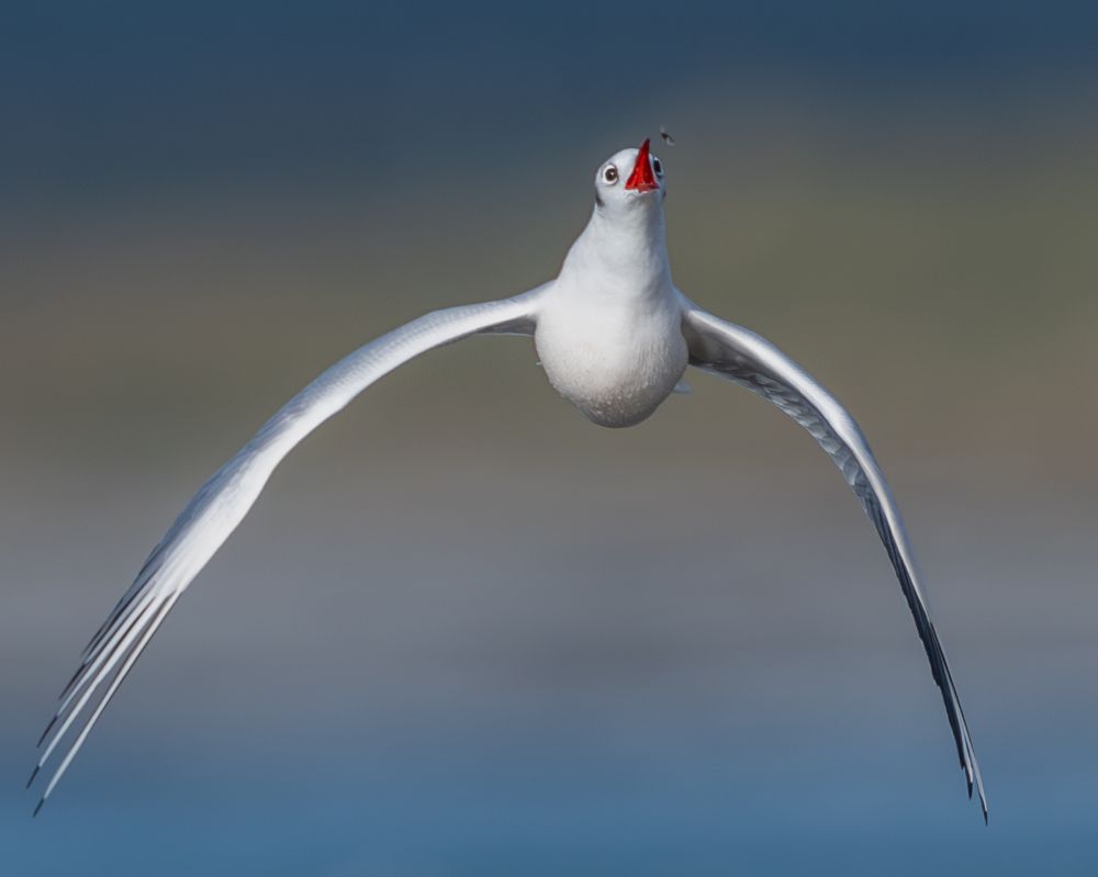 A gull captured mid-flight with white wings fully extended and red beak wide open, eyes fixed firmly on a tiny insect just ahead. Its intense focus and timing give the impression it’s dramatically chasing something, be it a snack or the weekend.