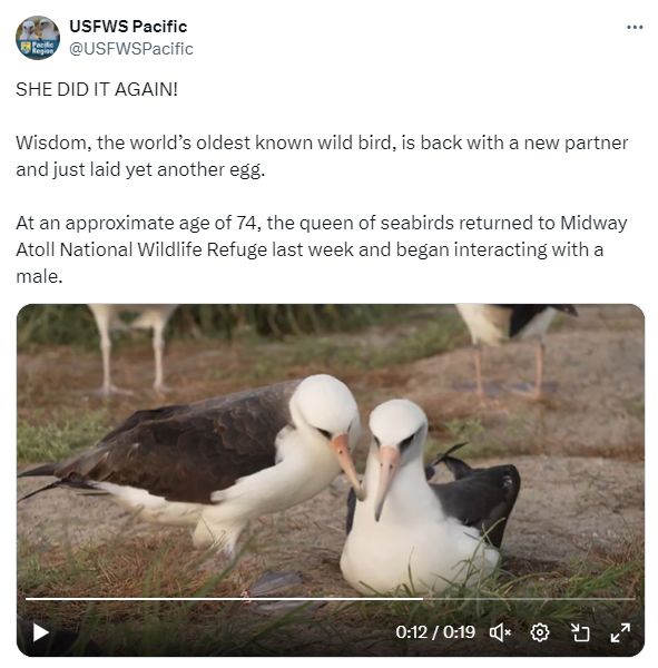 A screenshot of a social media post from USFWSPacific that reads:

"SHE DID IT AGAIN!  

Wisdom, the world’s oldest known wild bird, is back with a new partner and just laid yet another egg.  

At an approximate age of 74, the queen of seabirds returned to Midway Atoll National Wildlife Refuge last week and began interacting with a male."  

This tweet is paired with an image of two Laysan Albatrosses at Midway Atoll National Wildlife Refuge. Wisdom, the oldest known wild bird, is shown alongside her new partner, demonstrating her enduring legacy as a remarkable seabird.