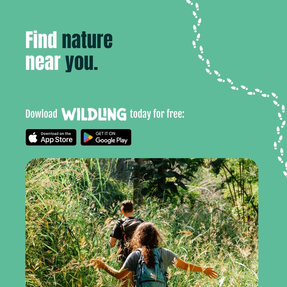 “Find nature near you. Download WILDLING today for free,” with logos for the App Store and Google Play. Below, a photo shows two people walking through tall summer grass towards a wooded trail, surrounded by greenery. A dotted trail line curves across the corner of the graphic.
