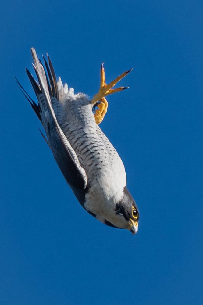 A Peregrine Falcon in a dramatic vertical dive against a cloudless blue sky, its wings tucked tightly and talons curled mid-air. The bird looks laser-focused as it plunges downward...straight into the weekend,