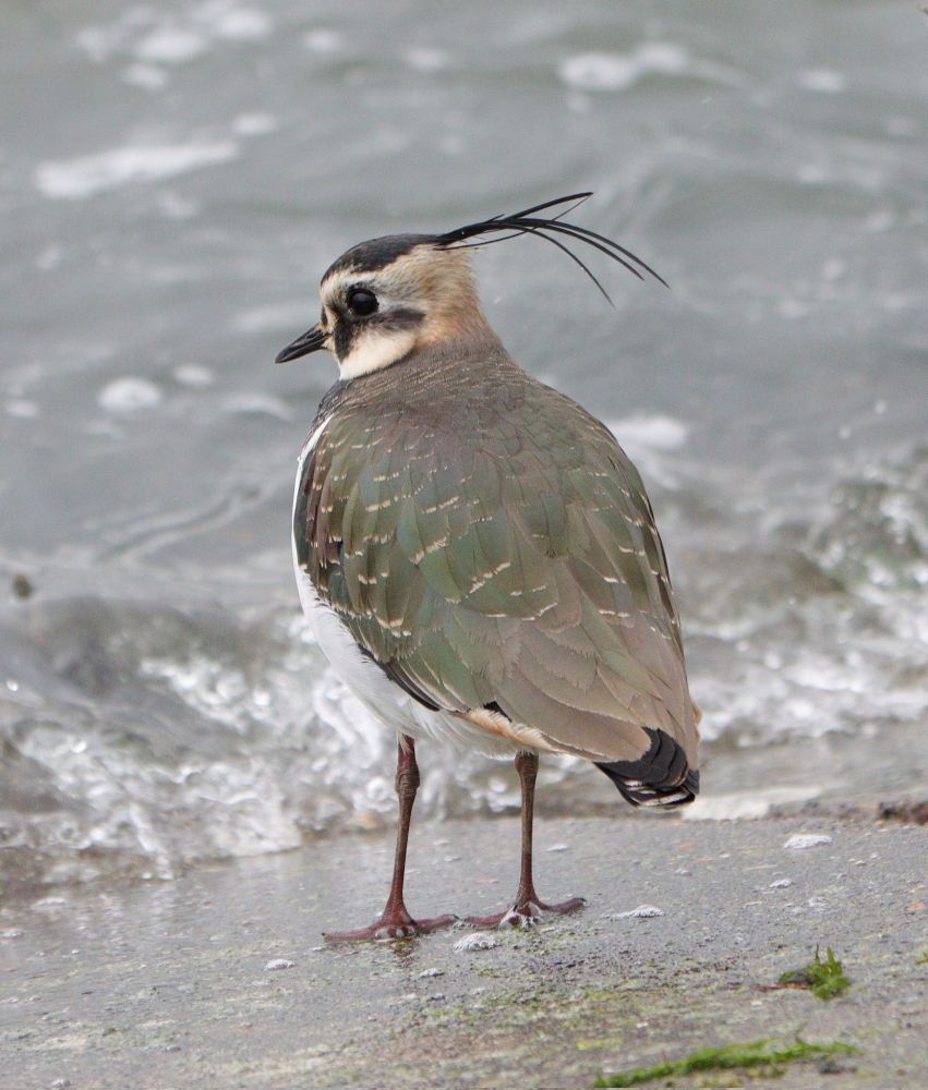 A Lapwing stands alone at the edge of a choppy shoreline, long crest feathers trailing majestically in the breeze. It gazes out over the water, deep in mysterious thought.